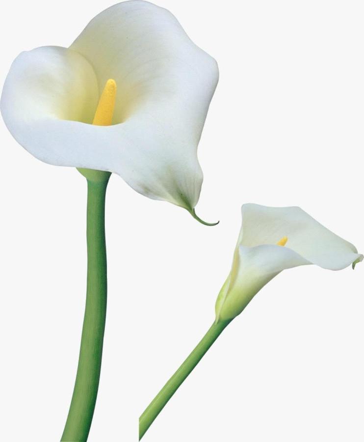 Calla, Calluna & Gardenia Apartments Verona Buitenkant foto